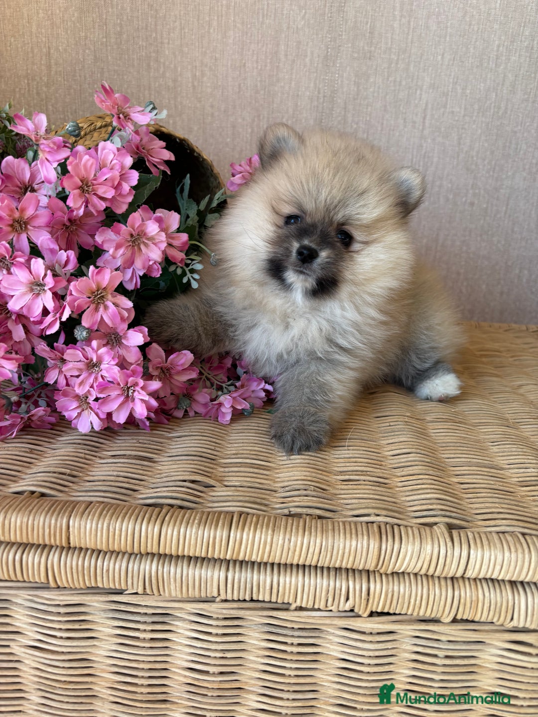 Pomerania perros en venta: Pomerania hembra color sable !!! - Imagen 16