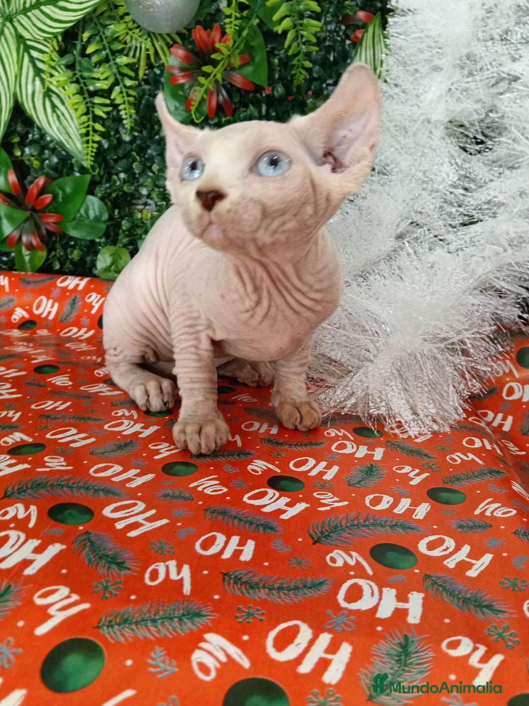 Sphynx gatos en venta: Gata egipcia  - Anuncio 4
