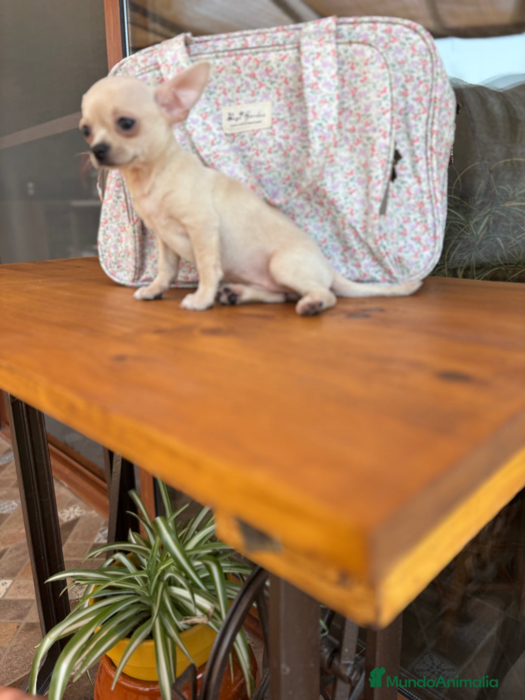 Chihuahua perros en venta: Chihuahua Hembra lista para entregar  - Anuncio 1