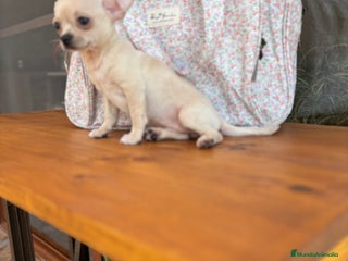 Chihuahua perros Chihuahua Hembra lista para entregar - Anuncio 4