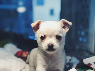 Chihuahua perros Cachorros Chihuahuas 600€ PRECIO REAL - Anuncio 1