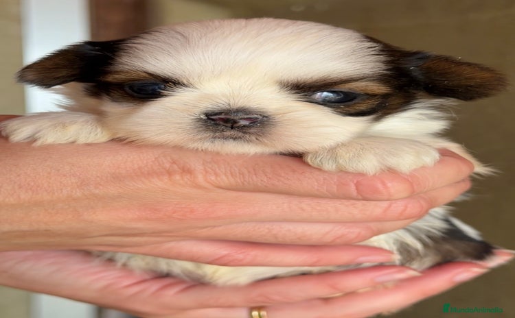 Shih Tzu perros - Anuncio 4