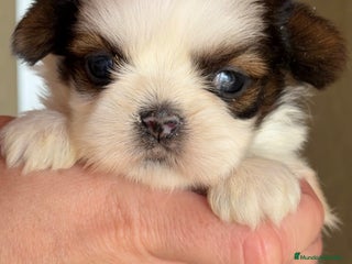 Shih Tzu perros - Anuncio 1