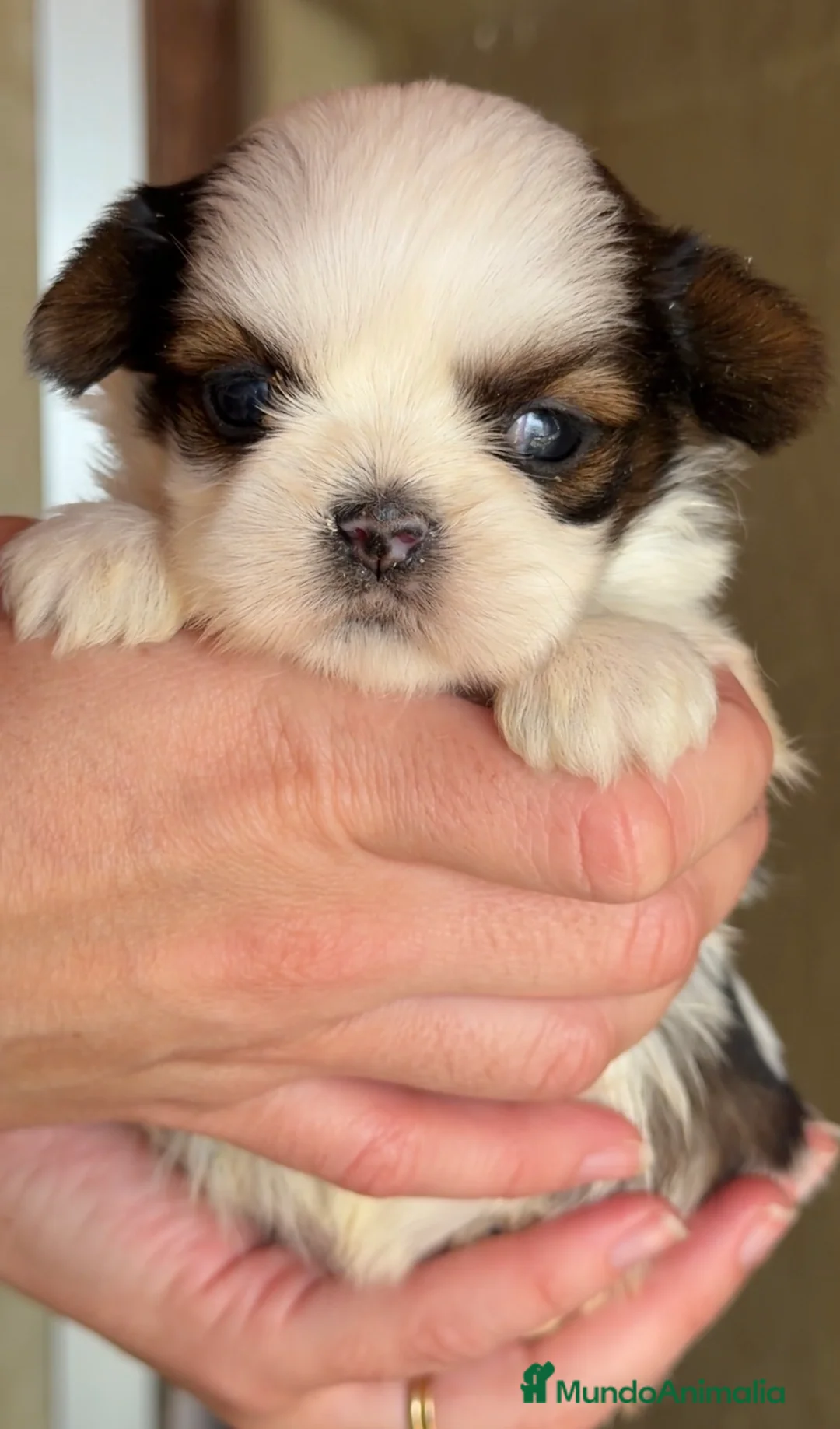 Shih Tzu perros en venta: Shih Tzu tricolor  - Anuncio 1