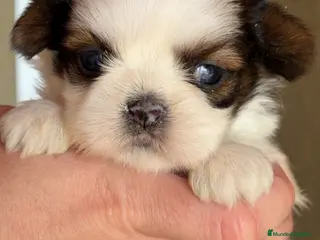 Shih Tzu perros Shih Tzu tricolor - Anuncio 11