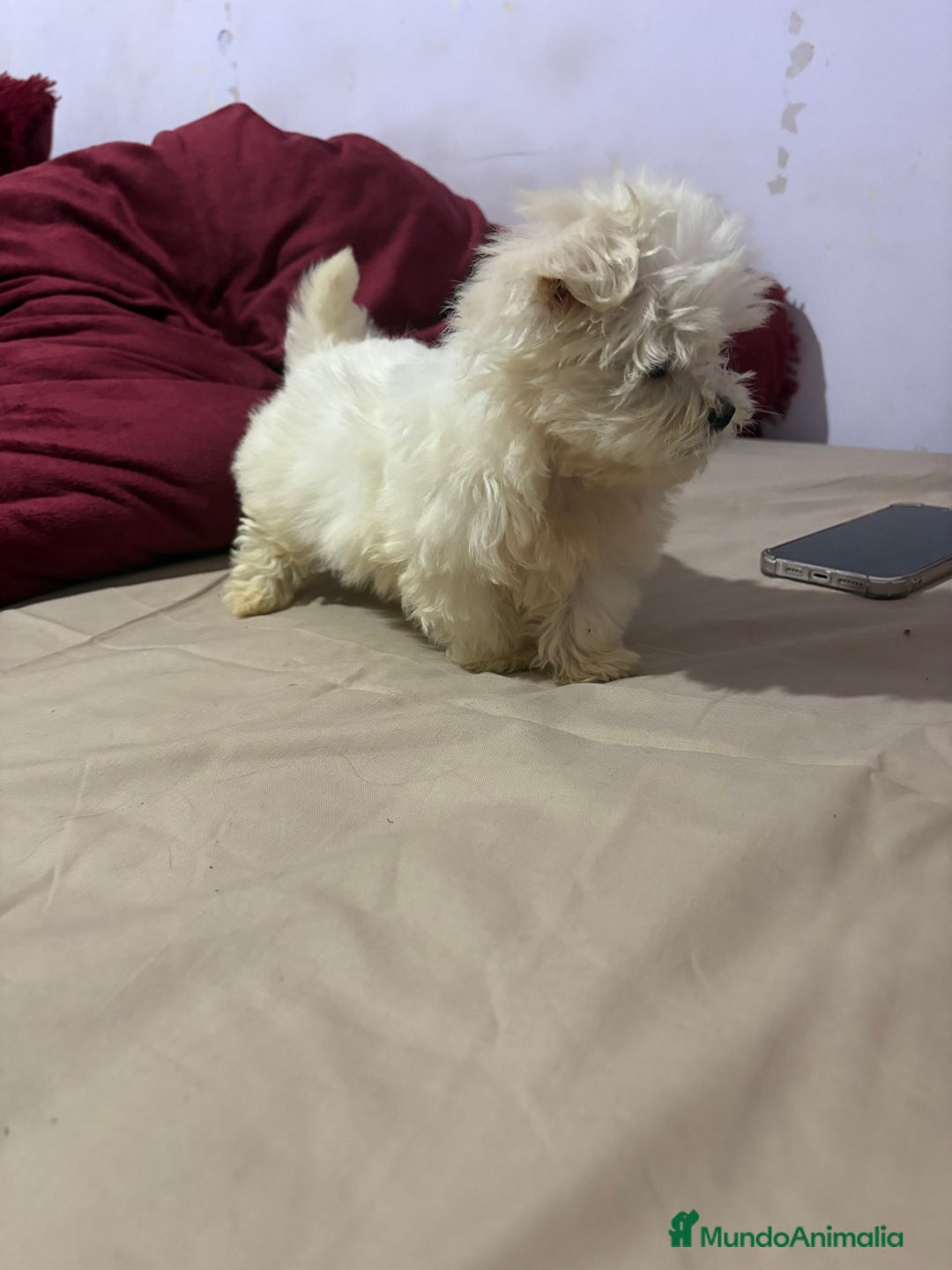 Bichón Maltés perros en venta: Bichon maltés Toy machos y hembras  - Anuncio 7
