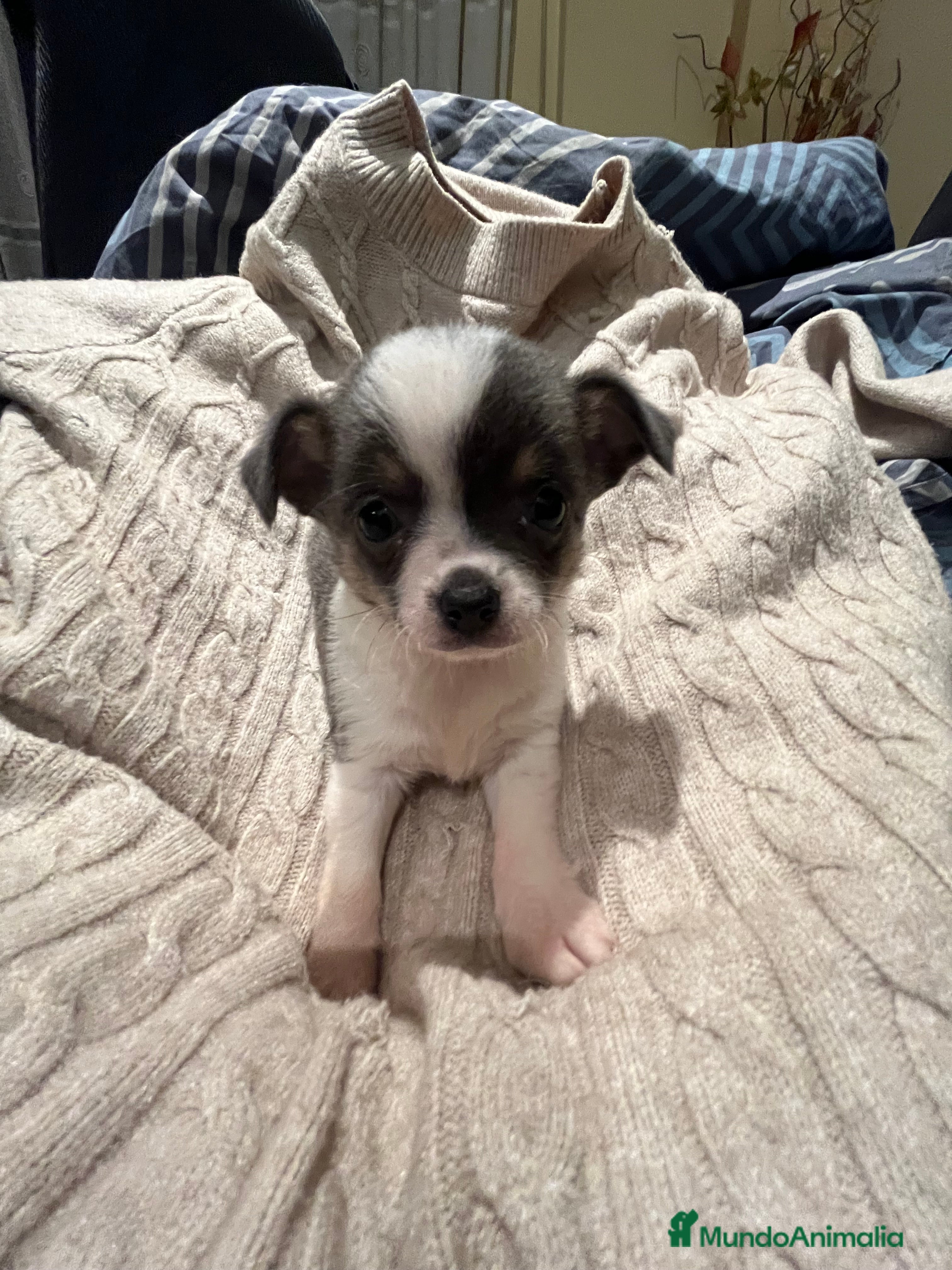 Chihuahua perros Macho blue - Anuncio 2