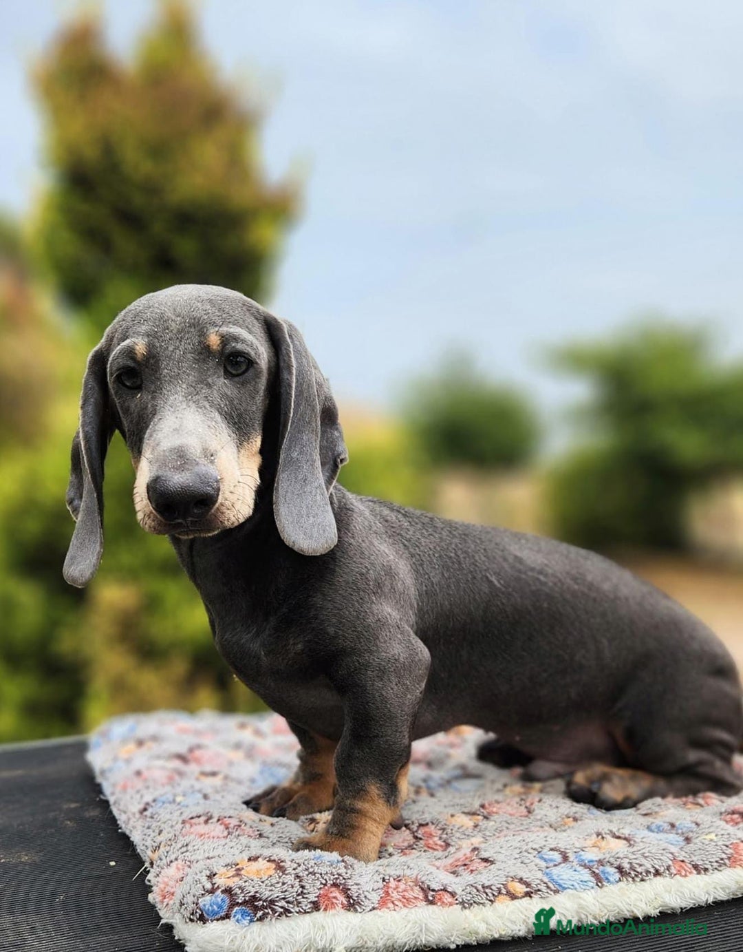 Teckel Miniatura perros en venta: TECKEL MINIATURA CAMADA DISPONIBLE - Imagen 13