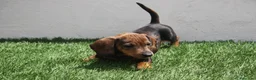 Teckel Miniatura perros en venta: Teckel Miniatura  - Anuncio 10