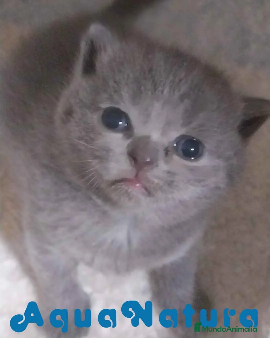 Británico de Pelo Corto Azul gatos en venta: Camada gatitos British AQUANATURA - Anuncio 4