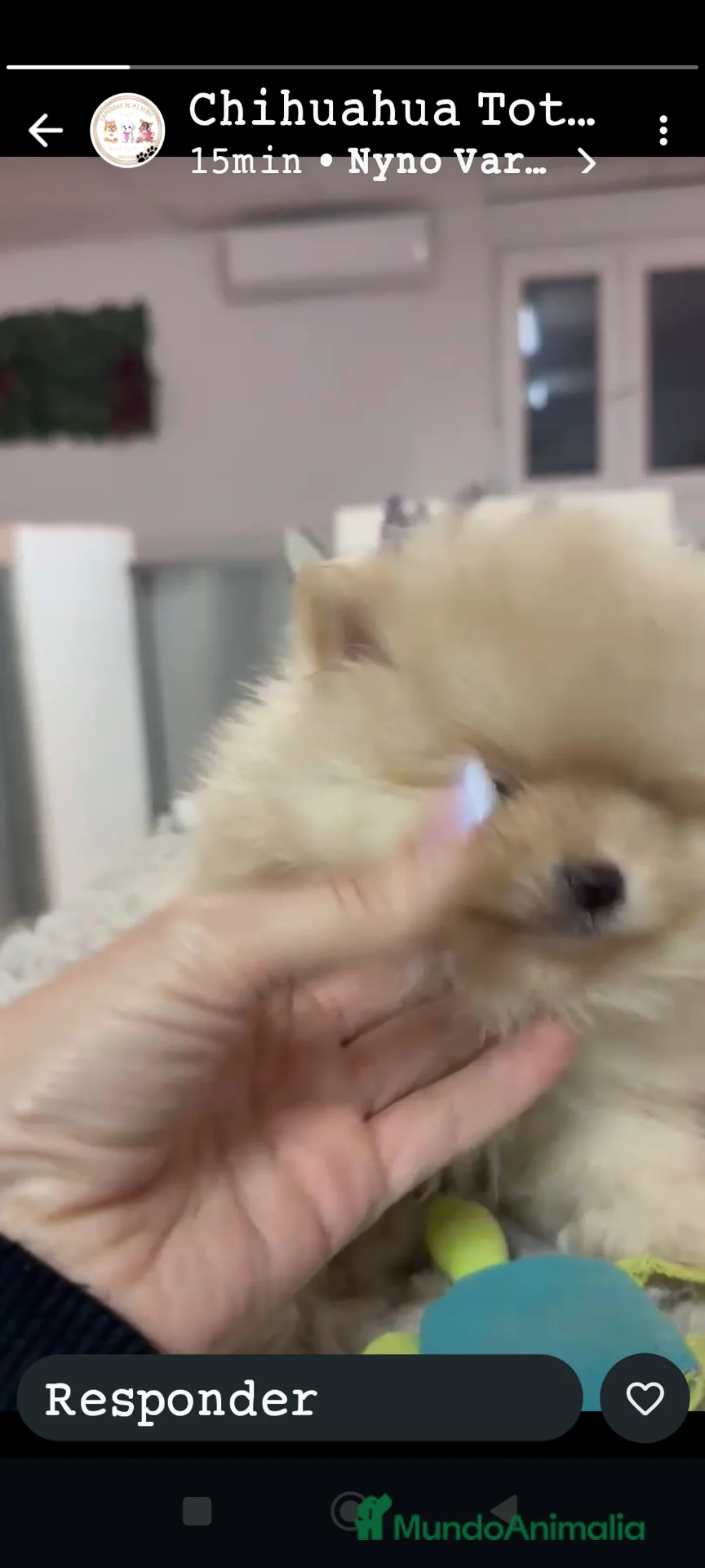 Pomerania perros en venta: Pomerania miniatura  - Anuncio 2