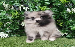 Pomsky perros en venta: Pomsky  - Anuncio 1