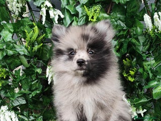 Pomsky perros - Anuncio 2