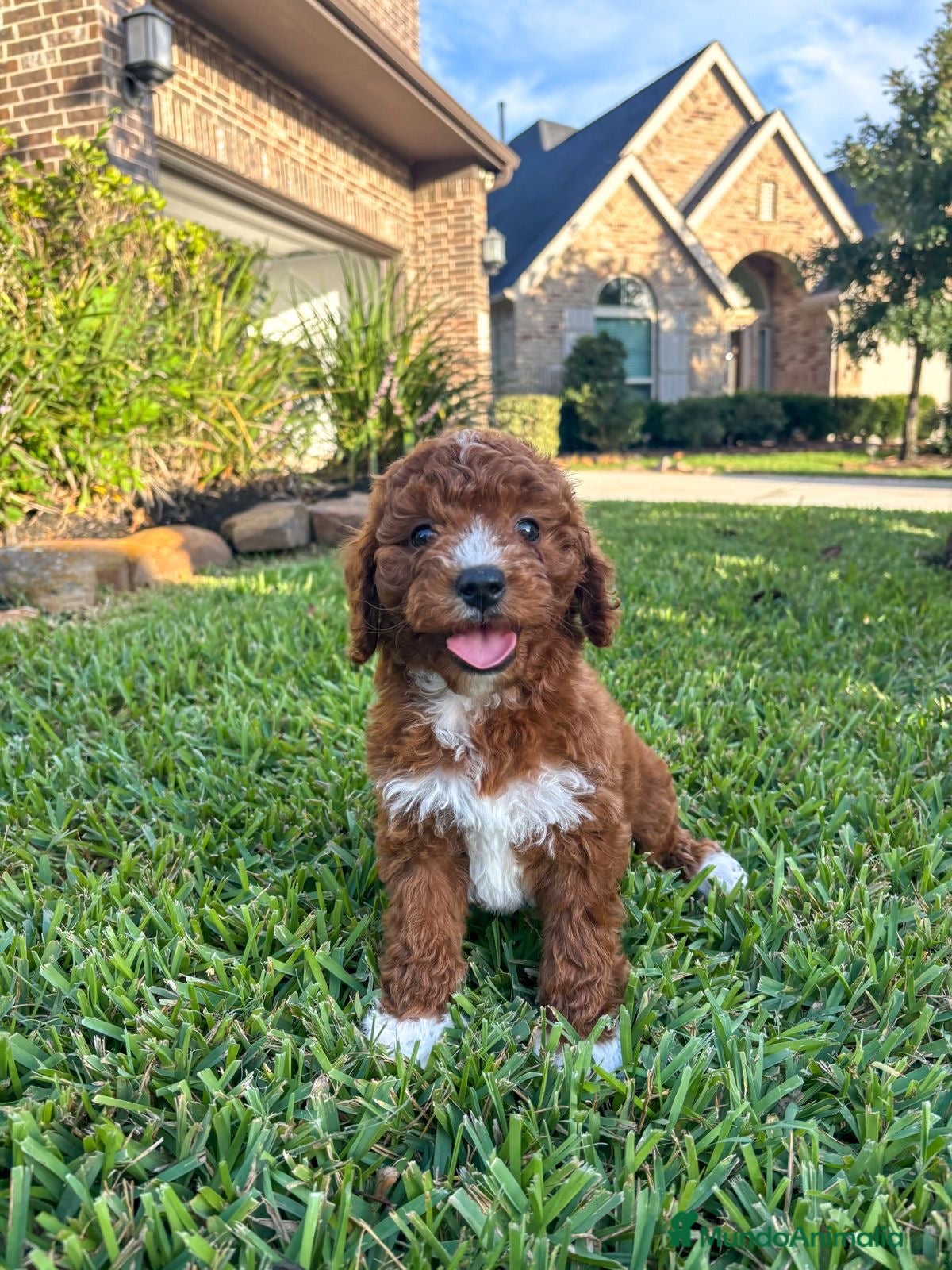 Cavapoo perros Cavapoo macho y hembra 🐣🐾 - Anuncio 22