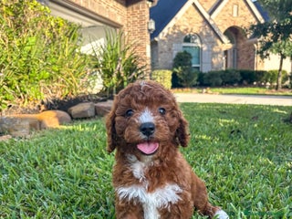 Cavapoo perros Cavapoo macho y hembra 🐣🐾 - Anuncio 1