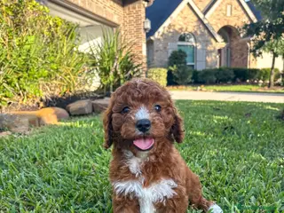 Cavapoo perros Cavapoo macho y hembra 🐣🐾 - Anuncio 2