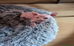 Sphynx gatos en venta: GATOS EGIPCIOS SPHYNX - Imagen 3