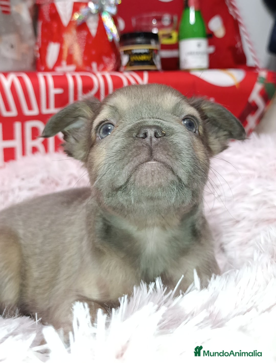 Bulldog Francés perros en venta: Bulldog fluffys  - Anuncio 3