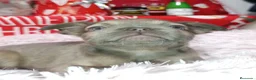 Bulldog Francés perros en venta: Bulldog fluffys  - Anuncio 3