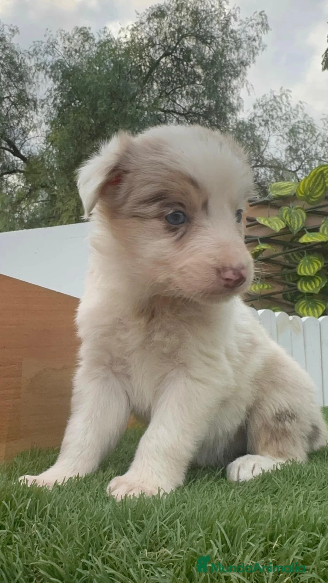 Border Collie perros en venta: BORDER COLLIE MACHO Y HEMBRA en Madrid - Anuncio 6