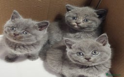 Británico de Pelo Corto gatos en venta: British Shorthair  - Imagen 2