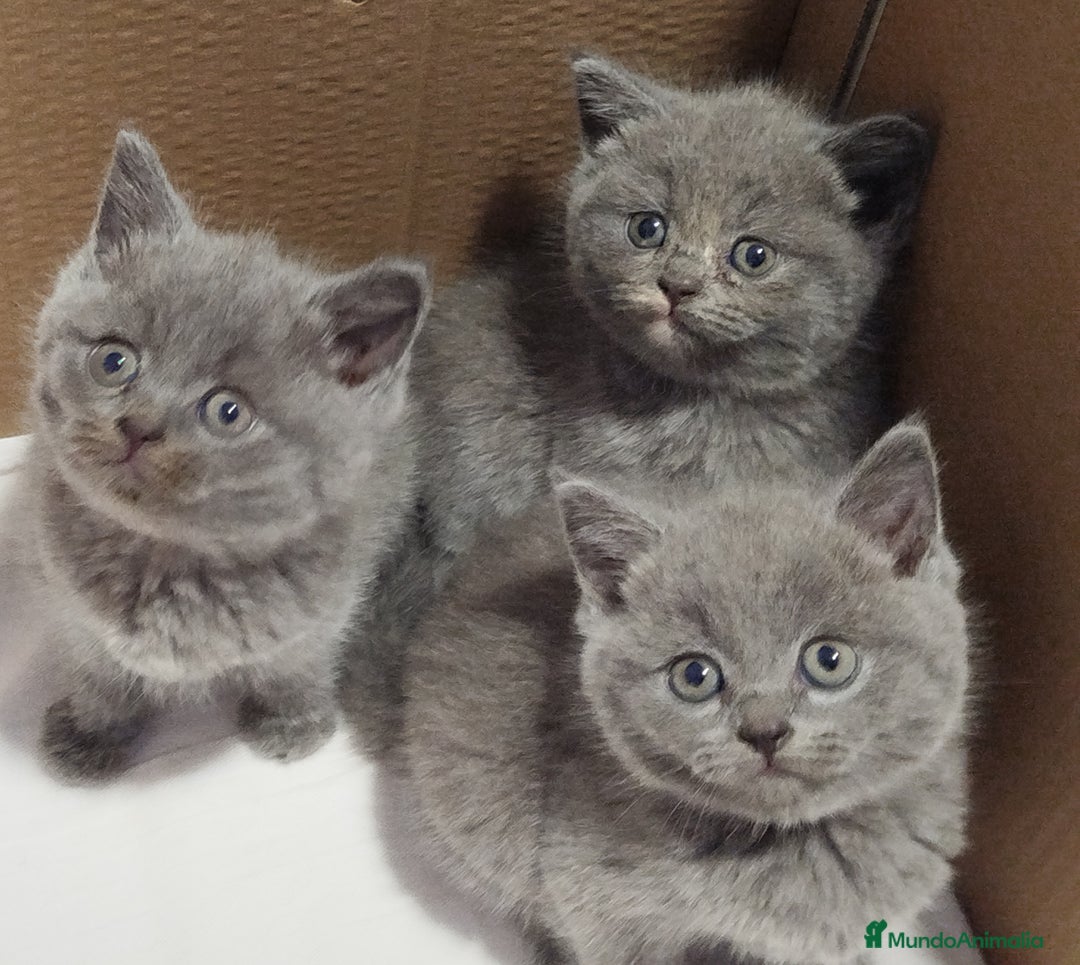 Británico de Pelo Corto gatos en venta: British Shorthair  - Imagen 2