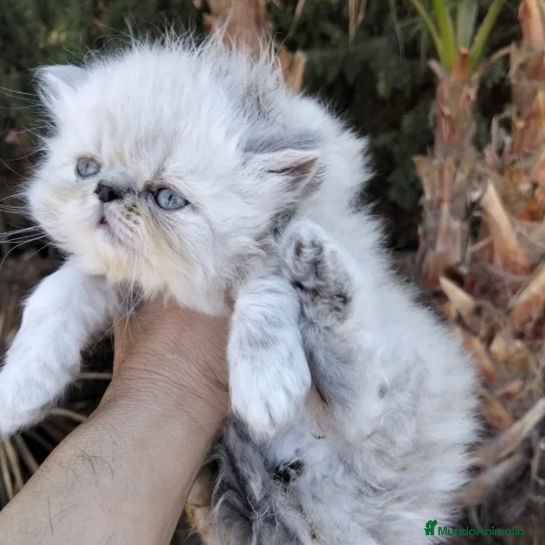 Persa gatos en venta: Persa Americano - Anuncio 1