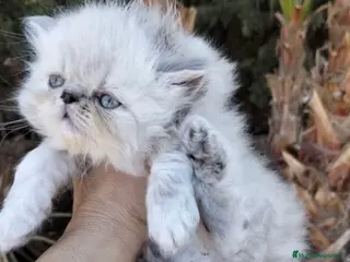 Persa gatos Persa Americano - Anuncio 2