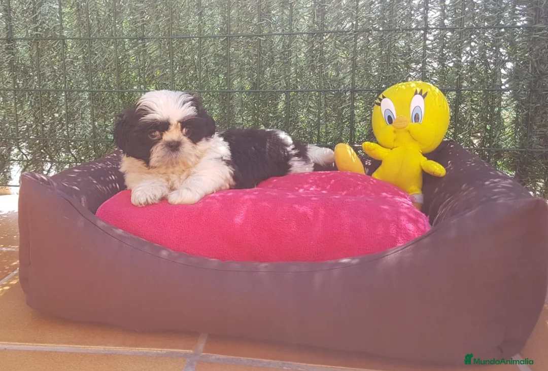 Shih Tzu perros en venta: Shihtzus preciosos en Barcelona - Anuncio 4