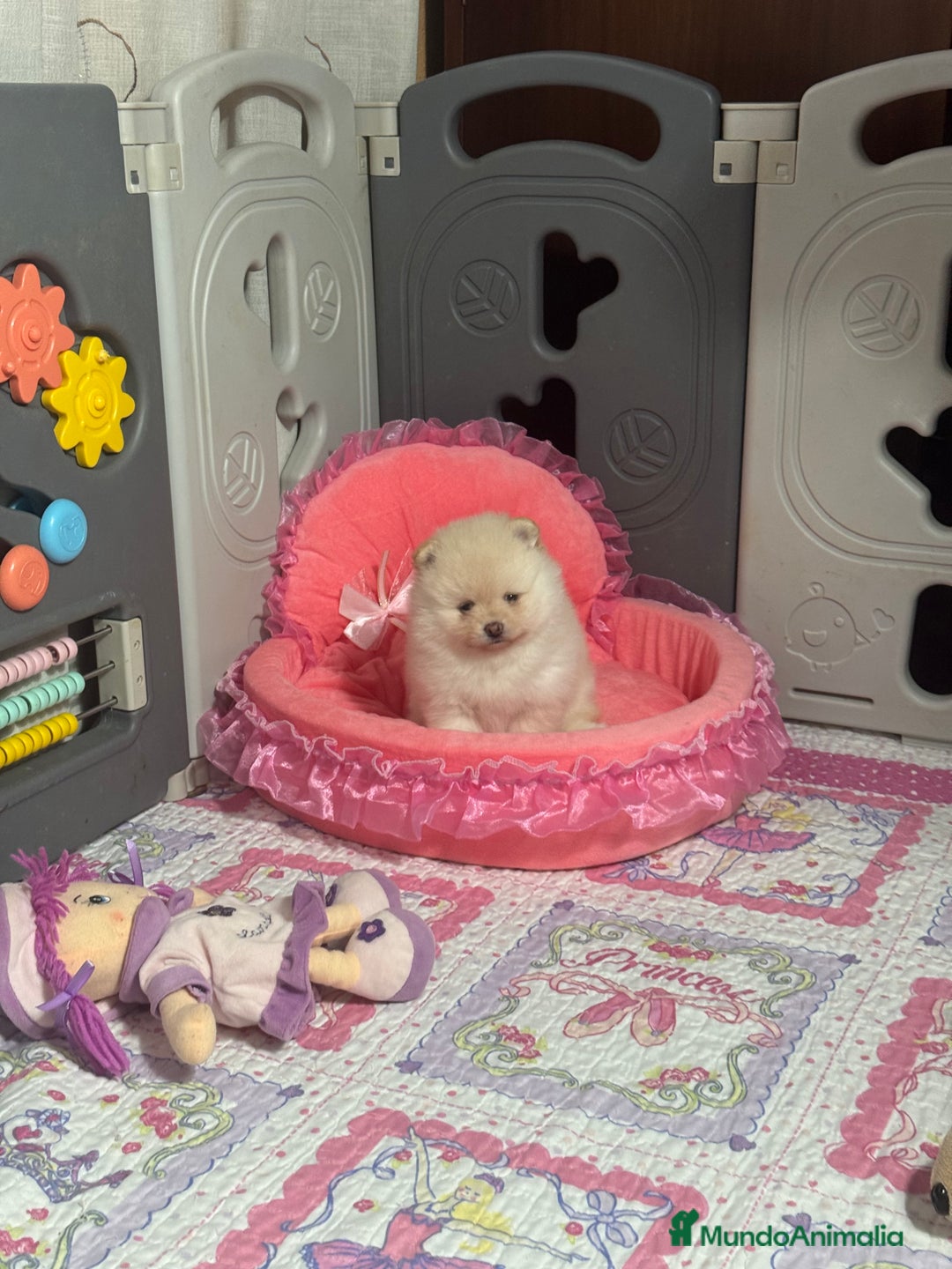Pomerania perros en venta: Pomerania - Anuncio 4