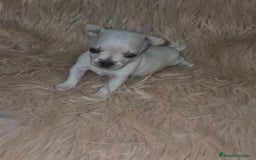 Chihuahua perros en venta: Chihuahua toy cabeza manzana  - Imagen 3