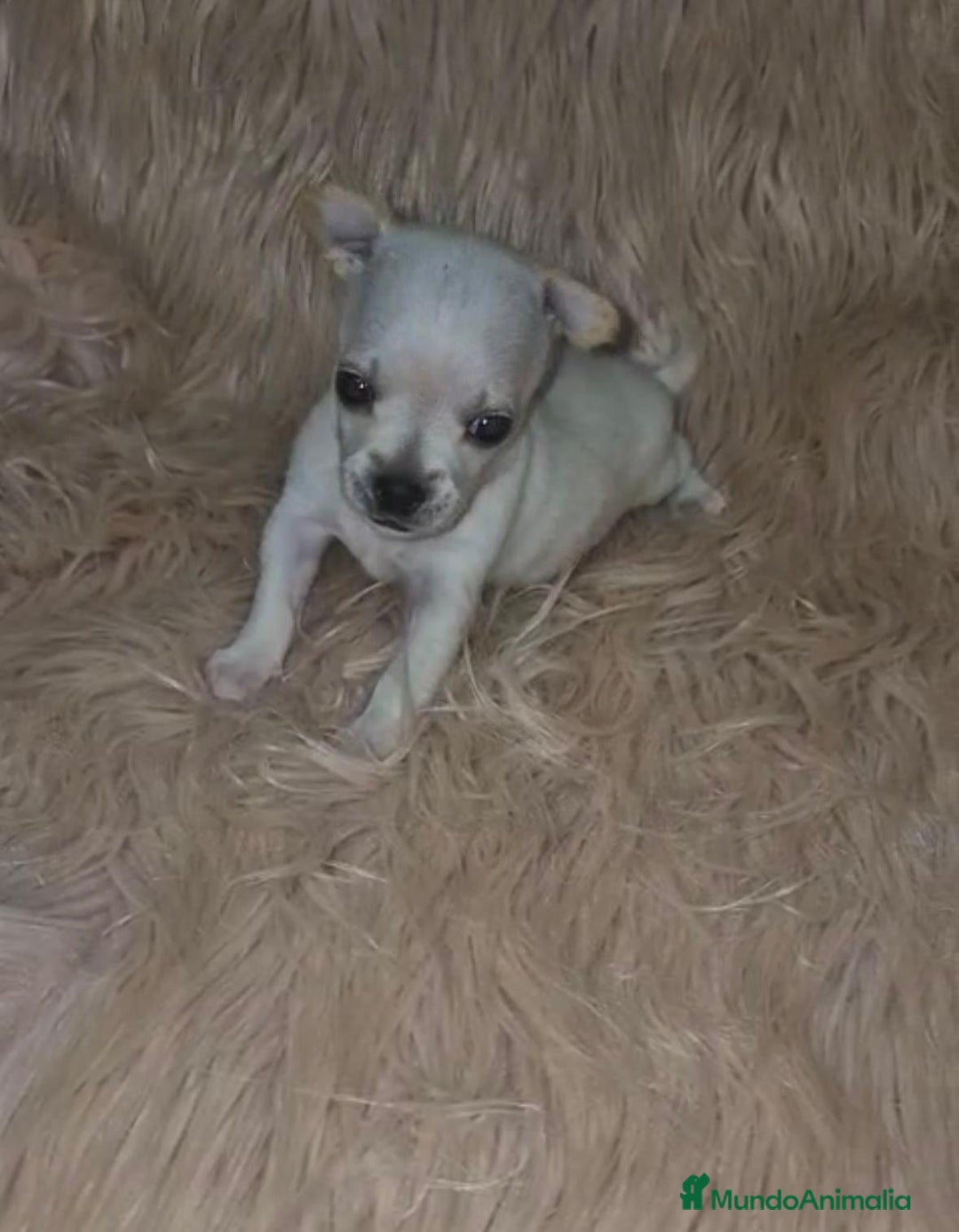 Chihuahua perros en venta: Chihuahua toy cabeza manzana  - Imagen 3