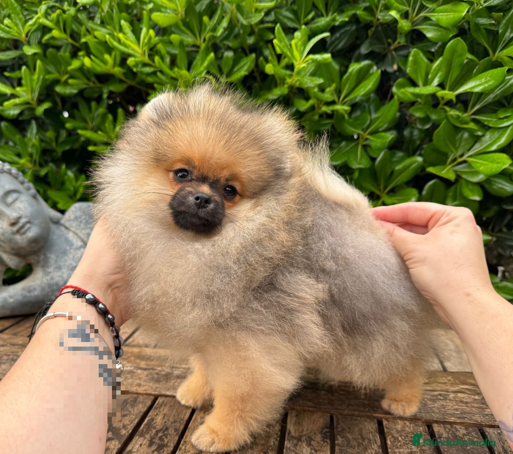 Pomerania perros pomerania bebe supèr super pequeño en Málaga - Anuncio 24