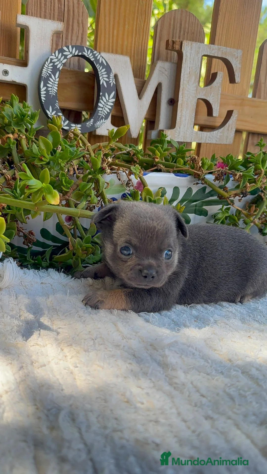 Chihuahua perros en venta: Chihuahua Toy MAchos Blues Cabeza Manzana  - Anuncio 1