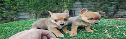 Raza Mixta perros en venta: Cachorritos mini toy - Anuncio 3