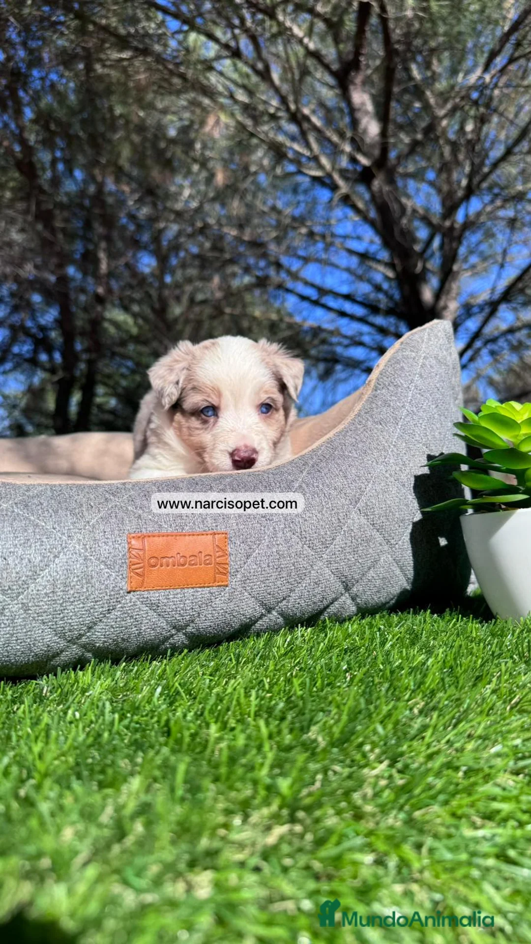 Border Collie perros en venta: VENTA DE BORDER COLLIE RED MERLE en Asturias - Anuncio 1