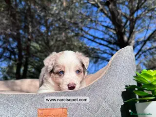 Border Collie perros VENTA DE BORDER COLLIE RED MERLE en Asturias - Anuncio 42