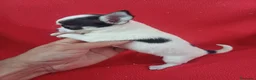 Chihuahua perros en venta: Chihuahua  - Anuncio 3