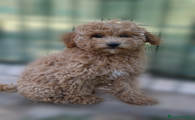 Caniche Enano perros - Anuncio 2