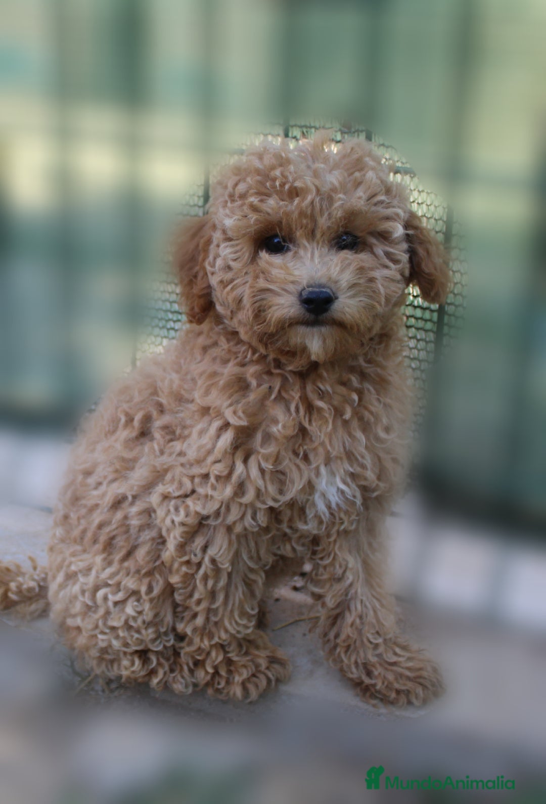 Caniche Enano perros en venta: Caniche enana  - Imagen 1