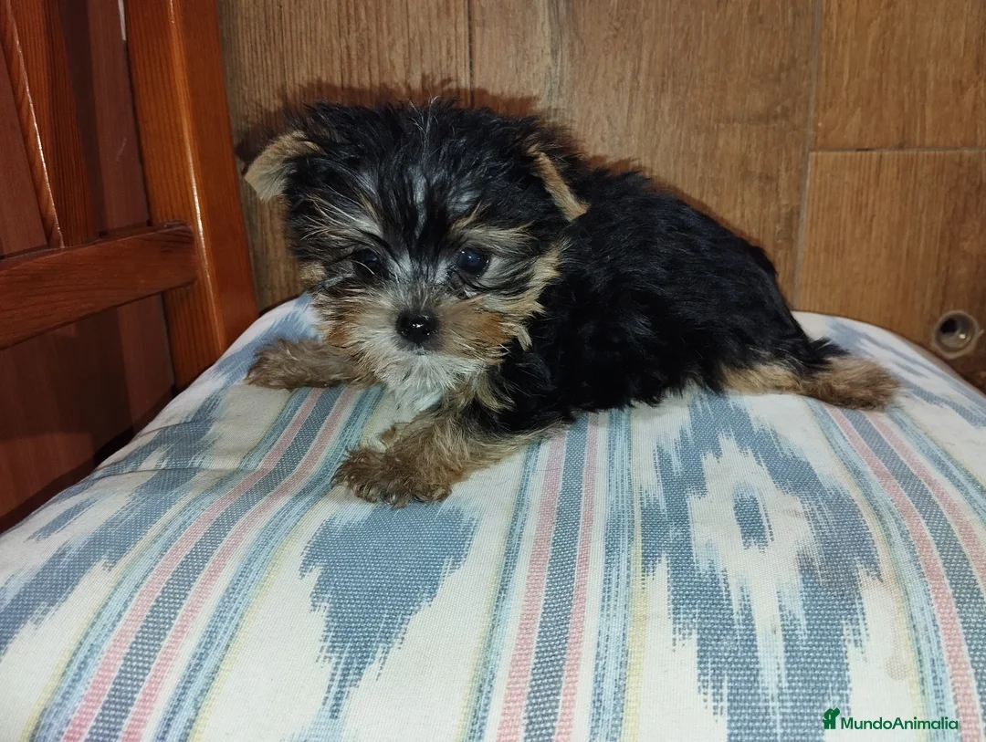 Yorkshire Terrier perros en venta: Yorkshire macho miniatura  - Anuncio 2