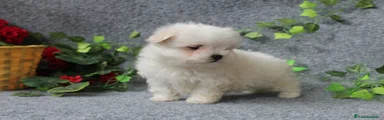 Bichón Maltés Cachorro 4
