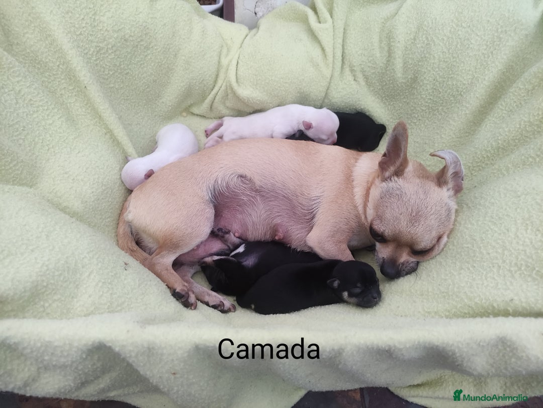Chihuahua perros en venta: Chihuahuas  - Imagen 4