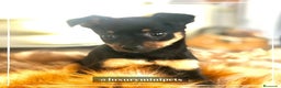 Pinscher Miniatura perros en venta: Camada de Minipincher en Madrid - Anuncio 2