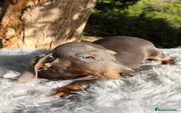 Teckel perros en venta: TECKEL - Anuncio 1