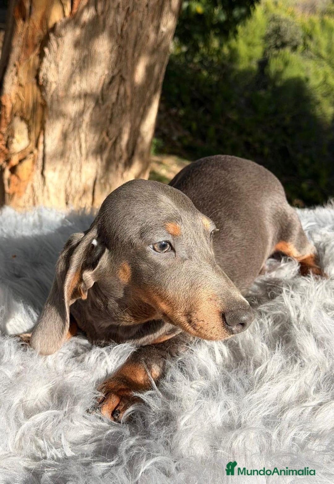 Teckel perros en venta: TECKEL - Anuncio 1