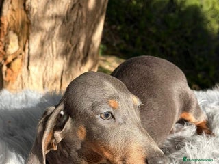 Teckel perros TECKEL - Anuncio 1