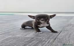 Chihuahua perros en venta: CHIHUAHUA HEMBRA - Imagen 3