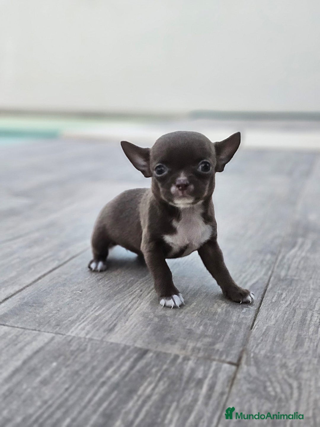 Chihuahua perros en venta: CHIHUAHUA HEMBRA - Imagen 3