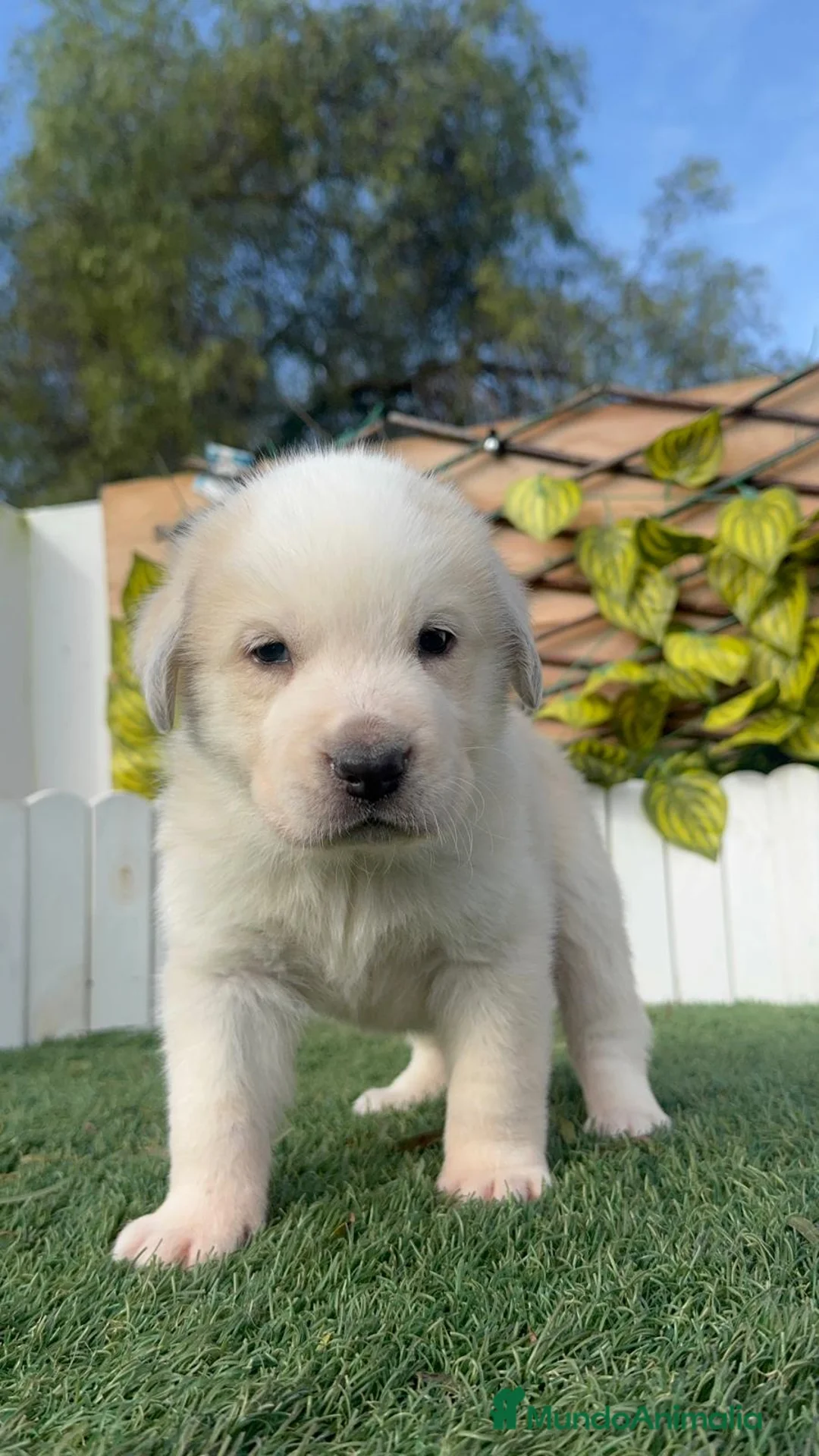 Mastín Español perros en venta: MASTIN ESPAÑOL - Anuncio 23